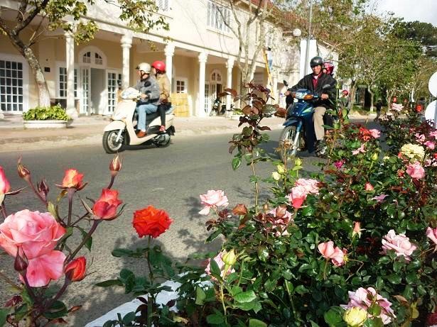 Trăm hoa đua sắc trên đường phố